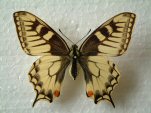 Papilio machaon aberrent form pseudoevittatus female (Internet Image property of respective owner, non-commercial use only)